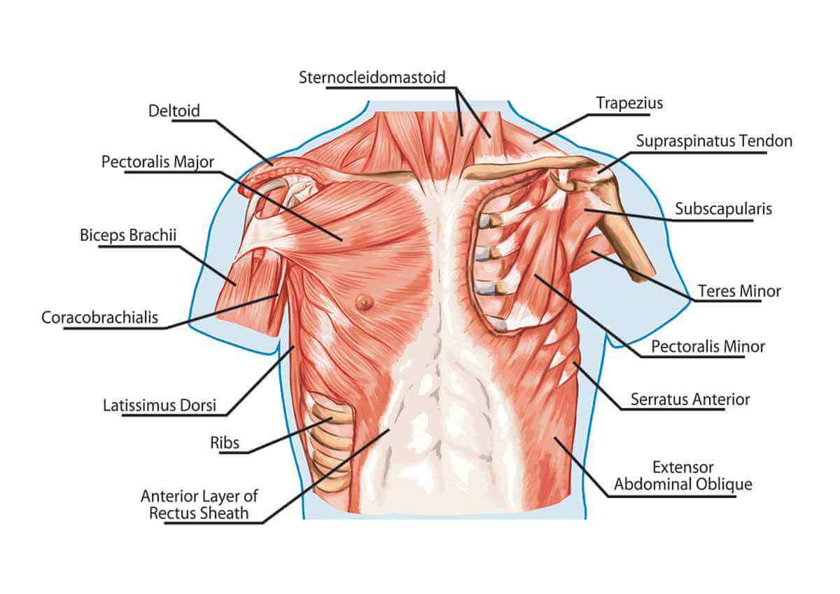 Chest Muscles - Pectoralis Major and Minor - Anatomy Muscles Iso